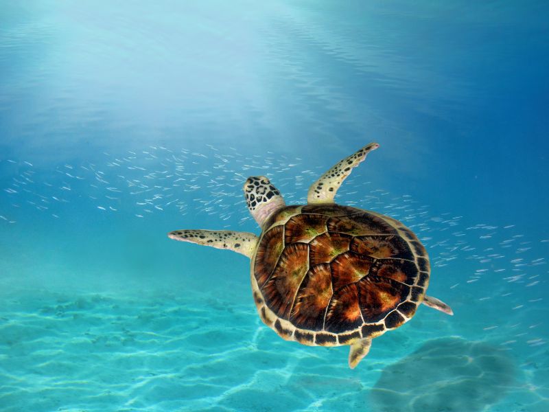 <p>Tartaruga - Seychelles</p>